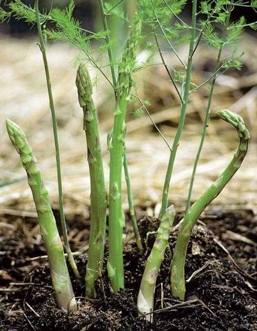 Organic green asparagus